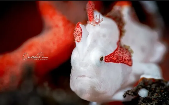 A fascinating raw oceanlife photo of a white and red frogfish, revealing the beauty beneath the waves.