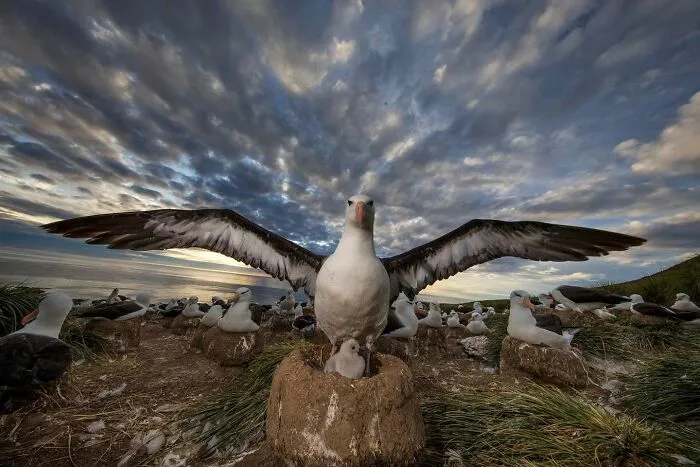 45 Incredible Wildlife Shots That Reveal The Real Life Of Animals Across The Planet