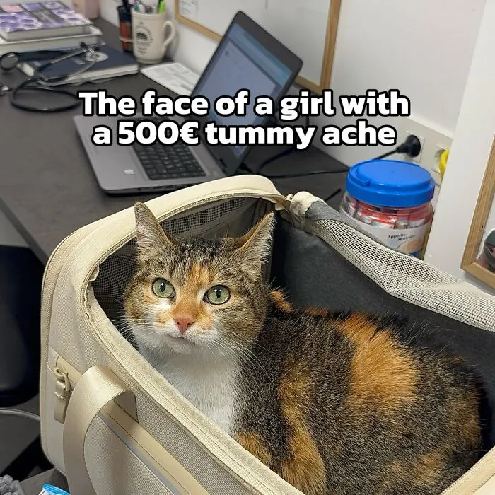 47 Hilarious Cat Memes That Turn Everyday Feline Drama Into Purrfect Comedy