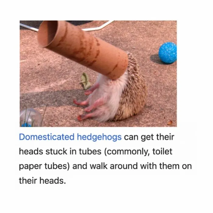 Wikipedia Has More Than 40 Million Entries But These 82 Are Weirder Than The Others