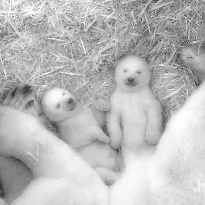 This Page Shared 65 Irresistible Pics Of Baby Animals And Their Moms