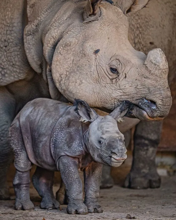 Baby rhinoceros standing close to its mother zoo animals