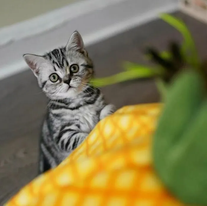 This Page Shares Cat Photos That Prove They’re Not Just Cute, But Truly Majestic (41 Pics)