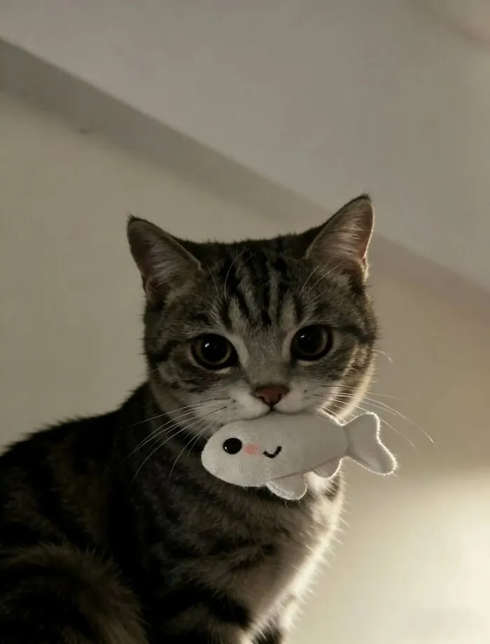 50 Funny Cat Memes That Prove Life Is Better When Cats Are Being Weird