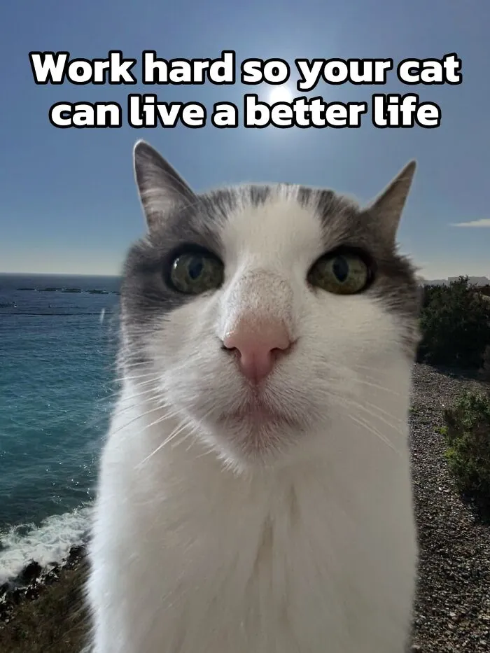 47 Hilarious Cat Memes That Turn Everyday Feline Drama Into Purrfect Comedy
