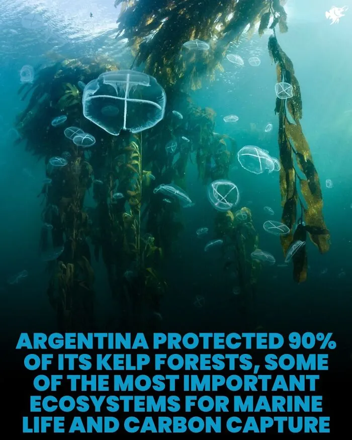 Underwater kelp forest with transparent jellyfish showcasing kelp ecosystem protection