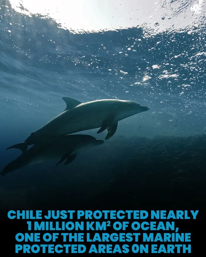 Two dolphins swimming underwater in protected marine area in Chile