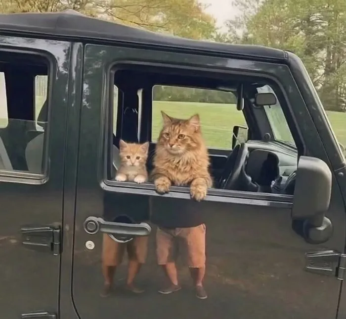 50 Funny Cat Memes That Prove Life Is Better When Cats Are Being Weird