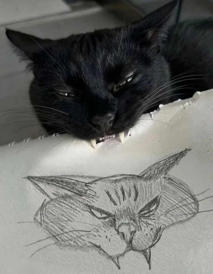 50 Funny Cat Memes That Prove Life Is Better When Cats Are Being Weird