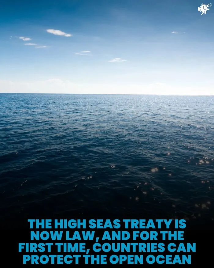 Calm open ocean surface under blue sky illustrating high seas treaty for ocean protection