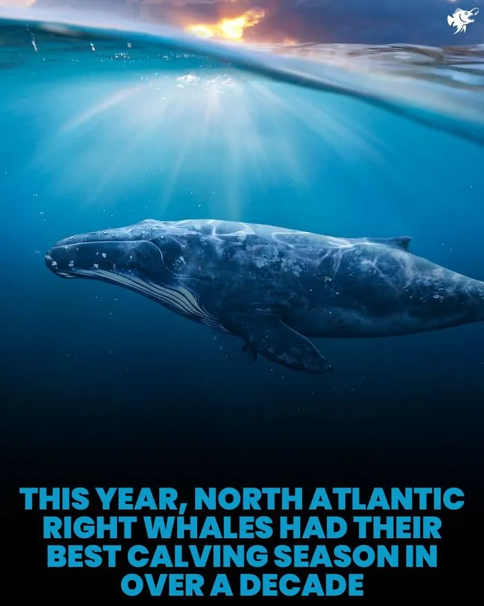 North Atlantic right whale swimming underwater under sunlight