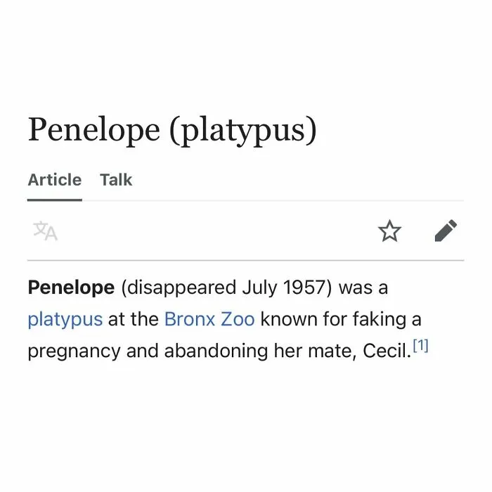 Wikipedia page about Penelope platypus known for faking pregnancy