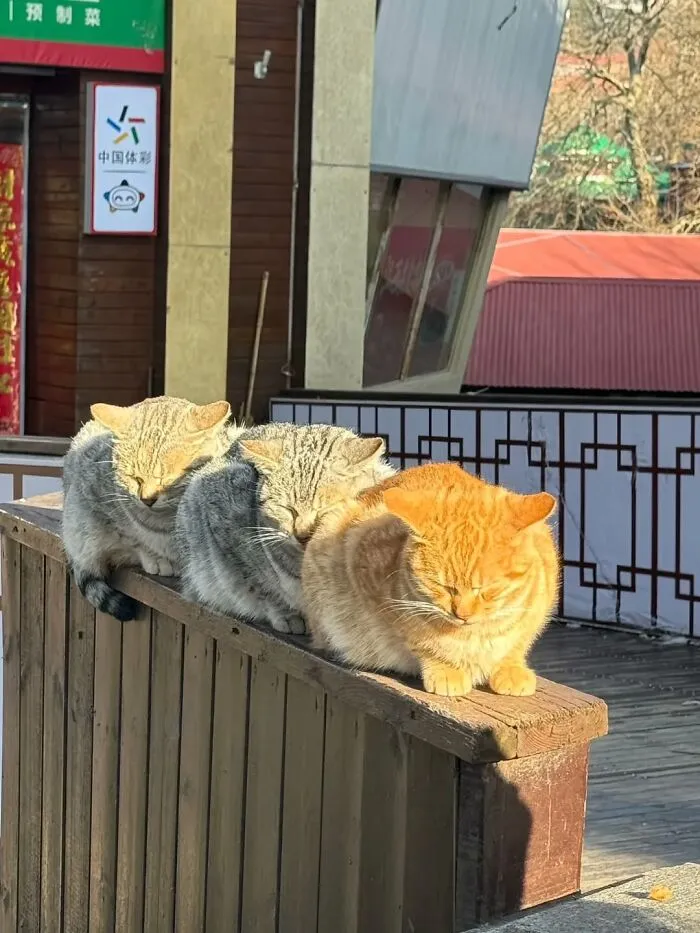 50 Funny Cat Memes That Prove Life Is Better When Cats Are Being Weird