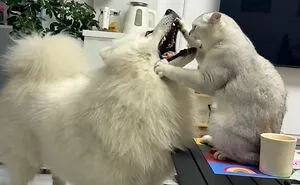30 New Photos Of Dogs Being Their Delightfully Weird Selves, As Shared By This Facebook Page