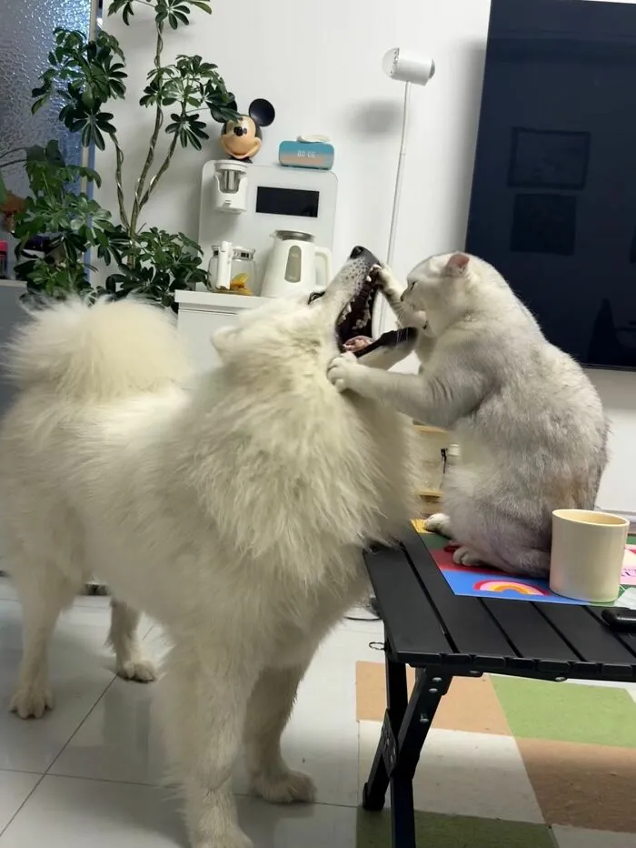 30 Adorable Dog Photos From “Cute Animal Photos To De-Stress” That Are Guaranteed To Brighten Your Day (New Pics)