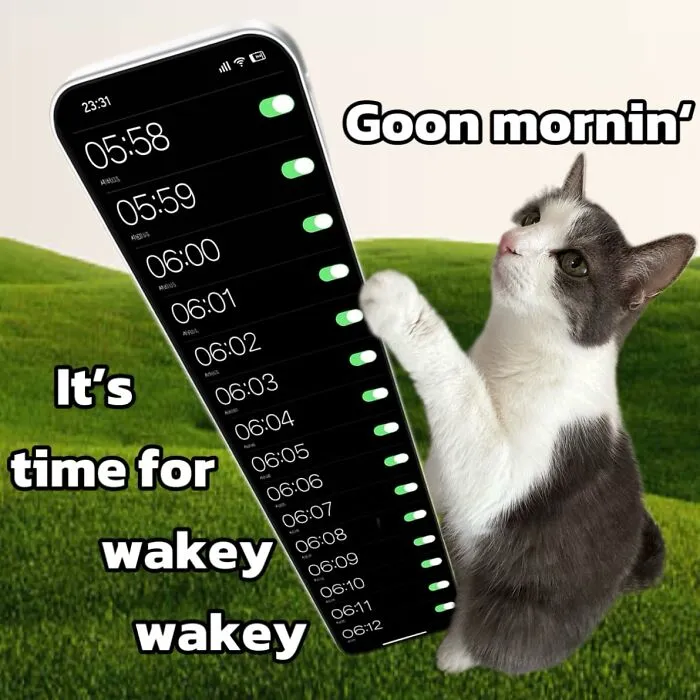 47 Hilarious Cat Memes That Turn Everyday Feline Drama Into Purrfect Comedy