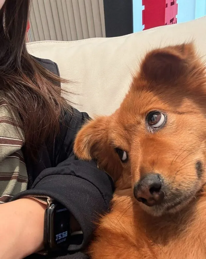 30 New Photos Of Dogs Being Their Delightfully Weird Selves, As Shared By This Facebook Page