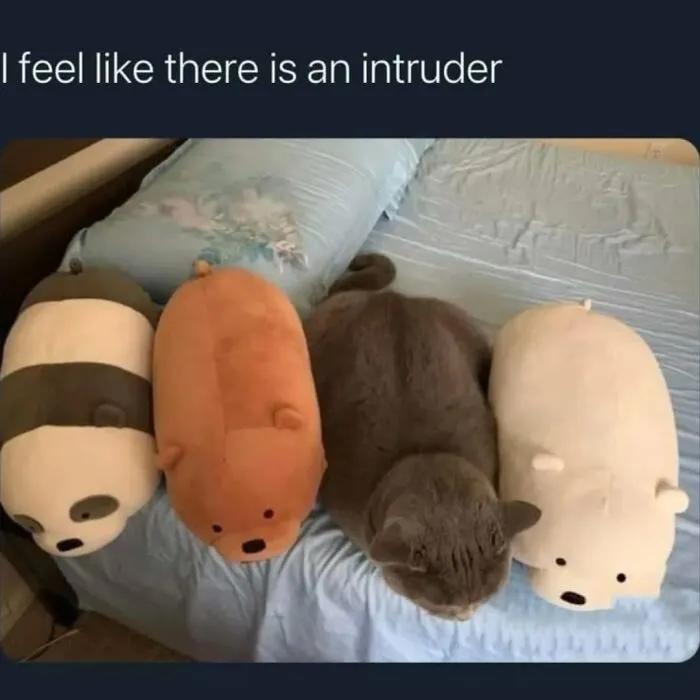 50 Funny Cat Memes That Prove Life Is Better When Cats Are Being Weird