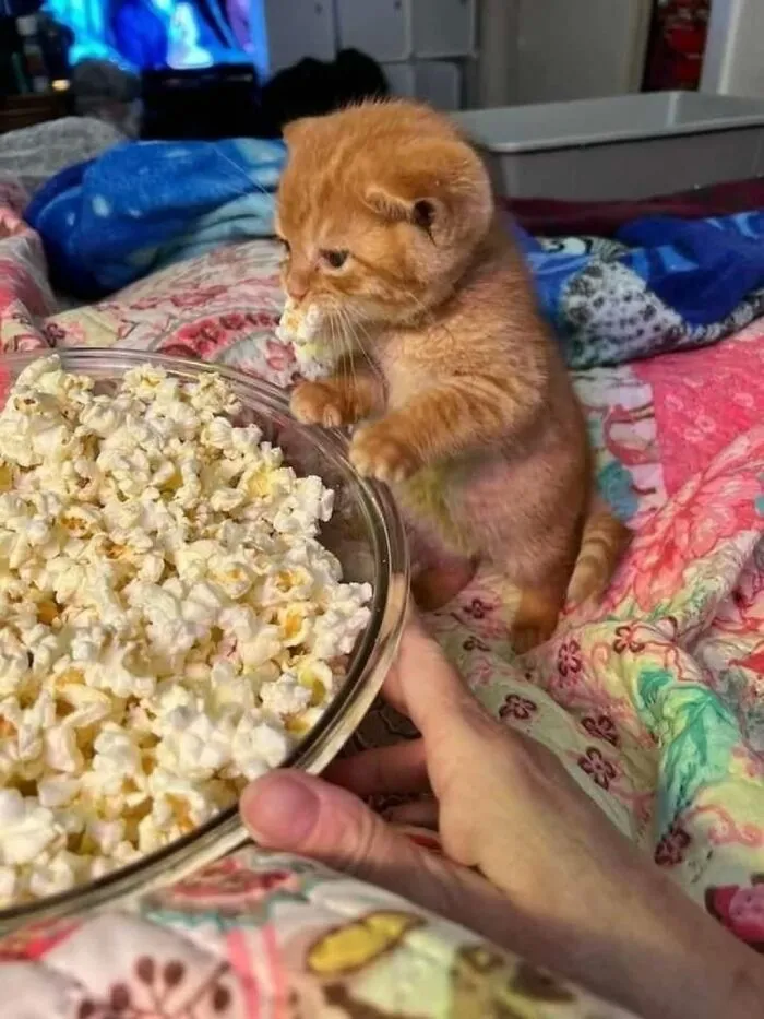 50 Funny Cat Memes That Prove Life Is Better When Cats Are Being Weird
