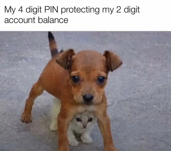 50 Funny Cat Memes That Prove Life Is Better When Cats Are Being Weird