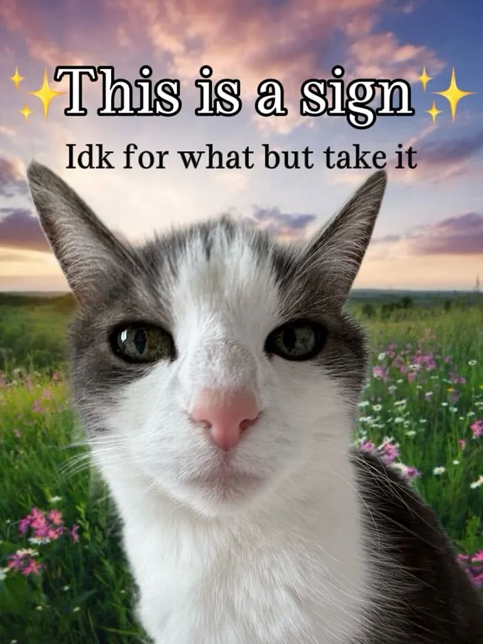 47 Hilarious Cat Memes That Turn Everyday Feline Drama Into Purrfect Comedy