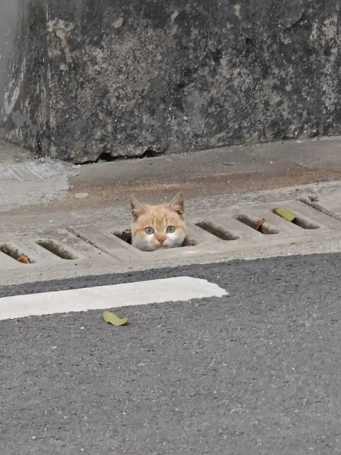 50 Funny Cat Memes That Prove Life Is Better When Cats Are Being Weird