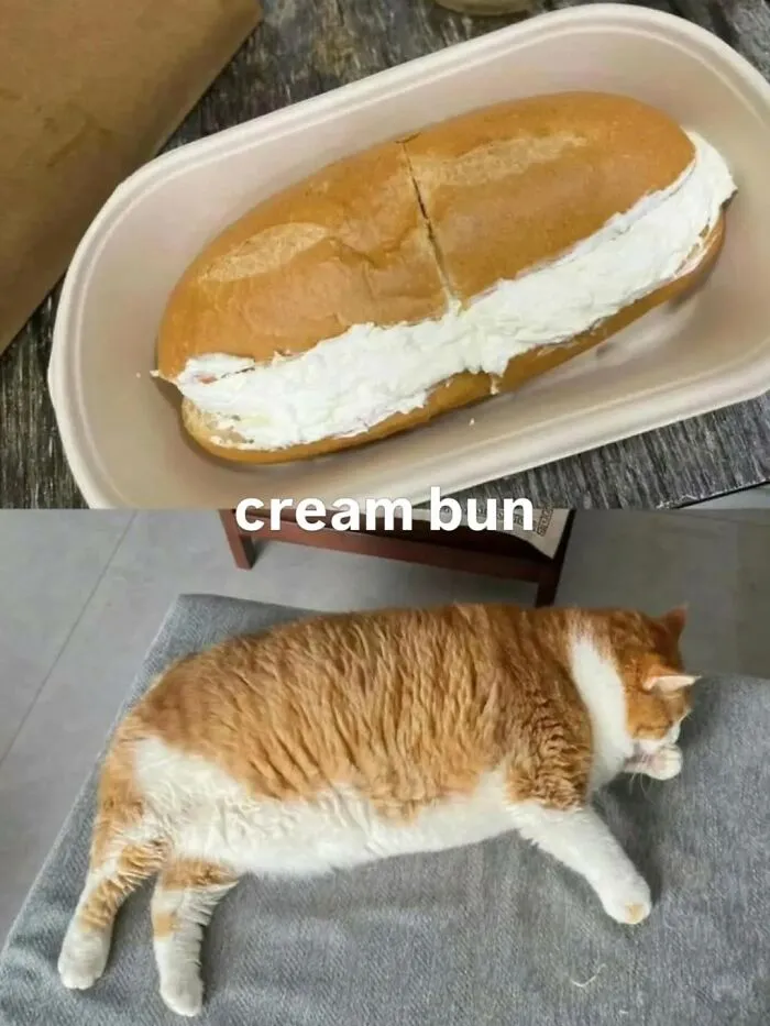 50 Funny Cat Memes That Prove Life Is Better When Cats Are Being Weird