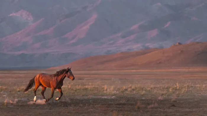 “Purple Mountains Majesty” By Charles Janson