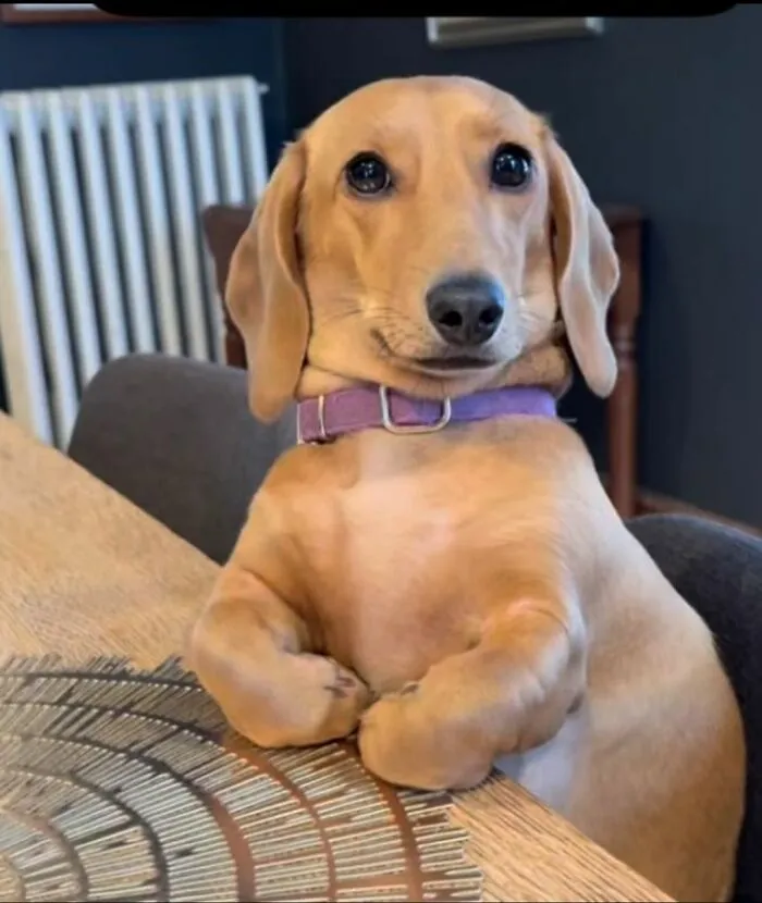 30 New Photos Of Dogs Being Their Delightfully Weird Selves, As Shared By This Facebook Page