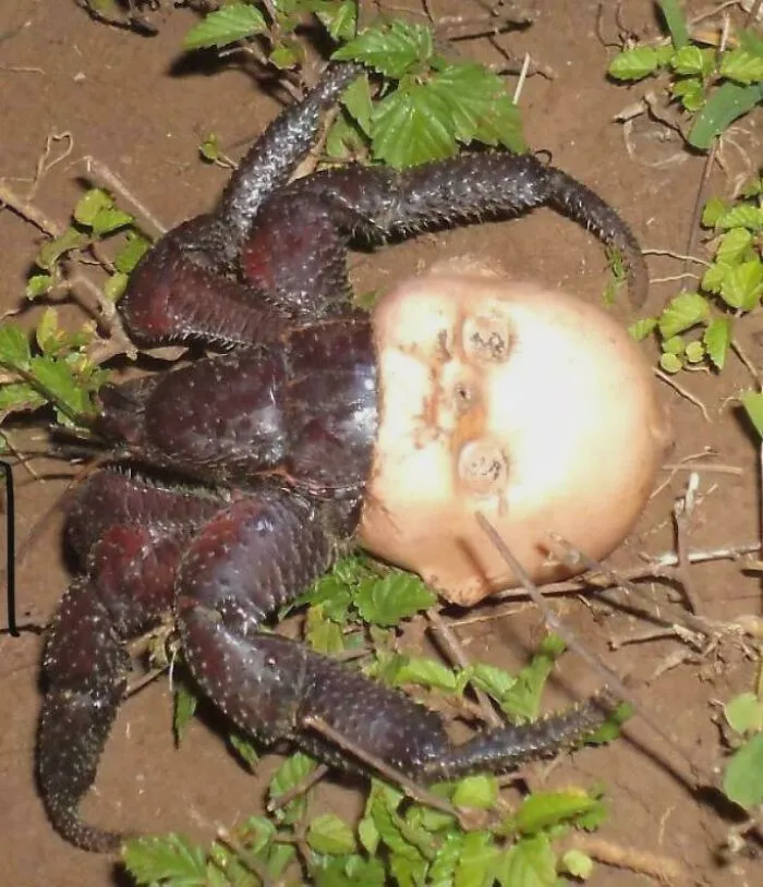 A Crab Using A Baby Doll’s Head As Shell