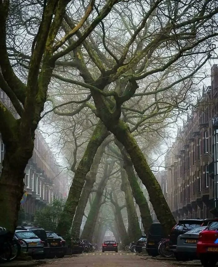 El ángulo de estos árboles en Amsterdam