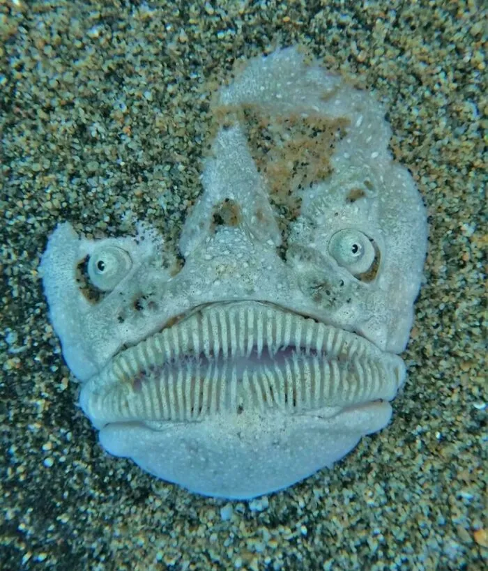 Un pez uranoscópido yace enterrado en el lecho arenoso del Océano Pacífico con solo su rostro expuesto, mientras espera para emboscar a su posible presa.