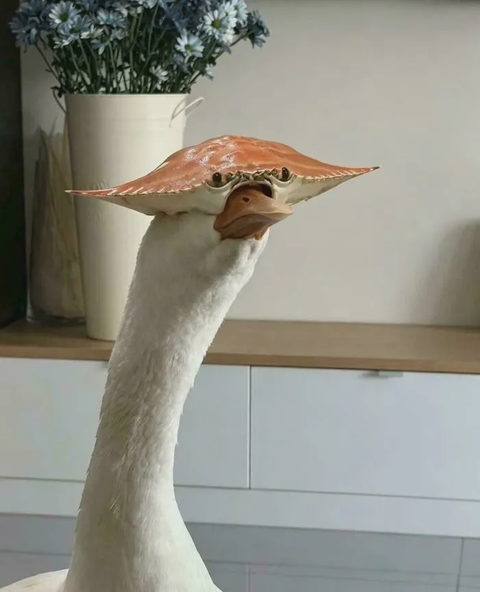 Goose wearing a crab shell on its head creating a funny animal mashup
