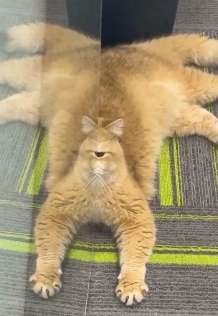 Cathulhu The Destroyer