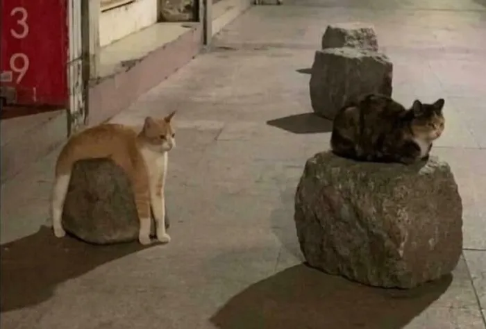 Blursed Orange Cat