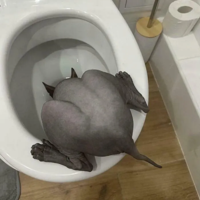 Blursed Cat