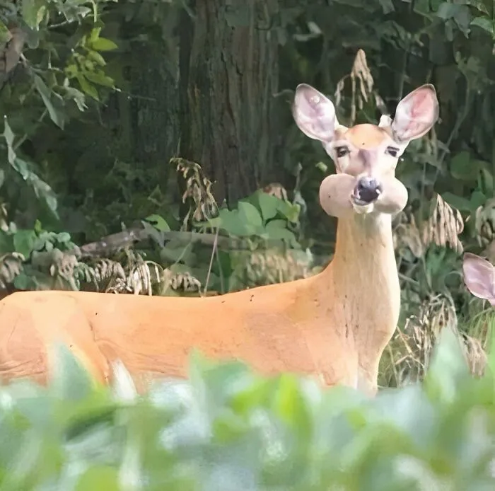 Deer with unusually puffed cheeks standing in a forest