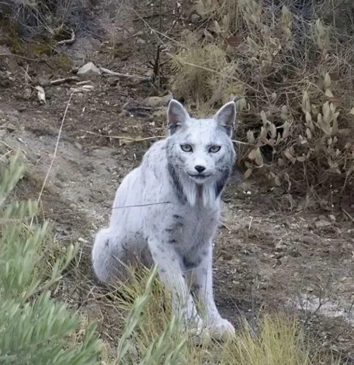 La expresión facial de este lince blanco simplemente no me convence.