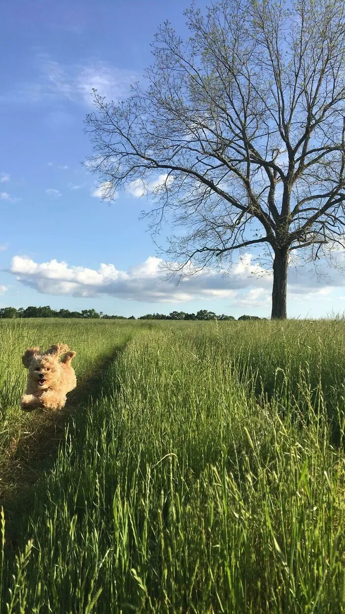 Took This Of My Dog A While Back. Thought It Turned Out Well