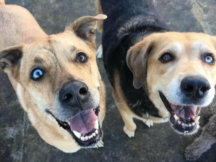 At Doggy Daycare, My Dog Made A New Best Friend