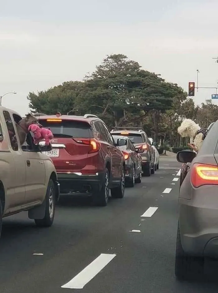 This Pitbull Pulled Out His Teddy To Show It To The Dog Of The Other Car