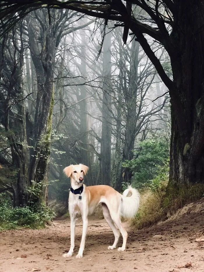 This Actual Photo Of My Dog Looks Surprisingly Fake For Some Weird Reason