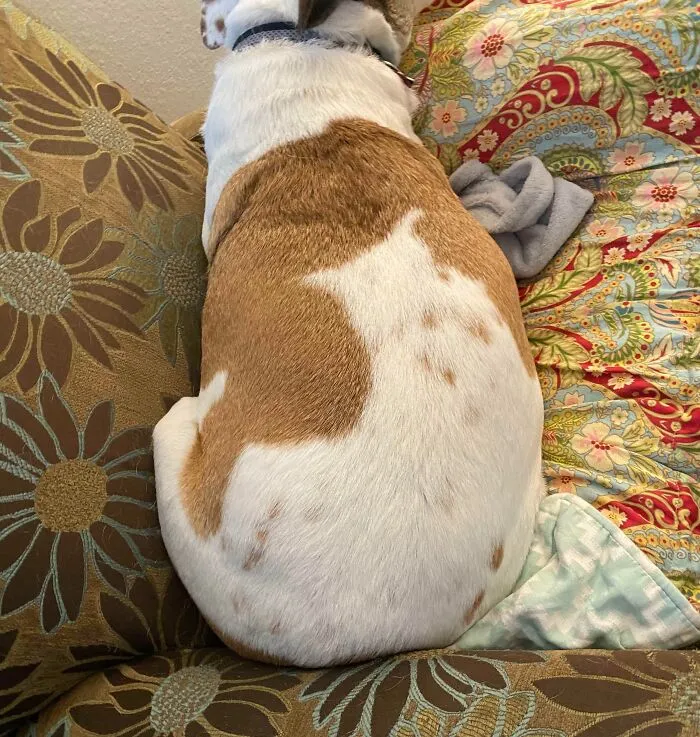 My Chunky Dog Has The Image Of A Cat On Her Back And They Appear To Share A Tail