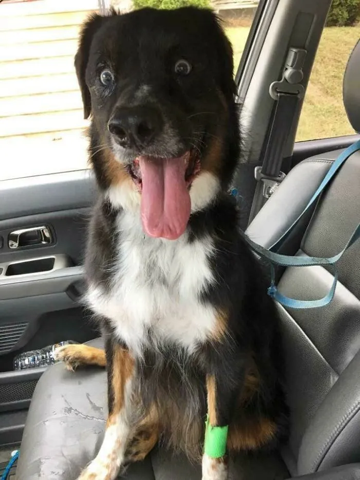 Wife Sent This After Picking Up Our Dog After Surgery Today. Says He's "Still Under The Influence"