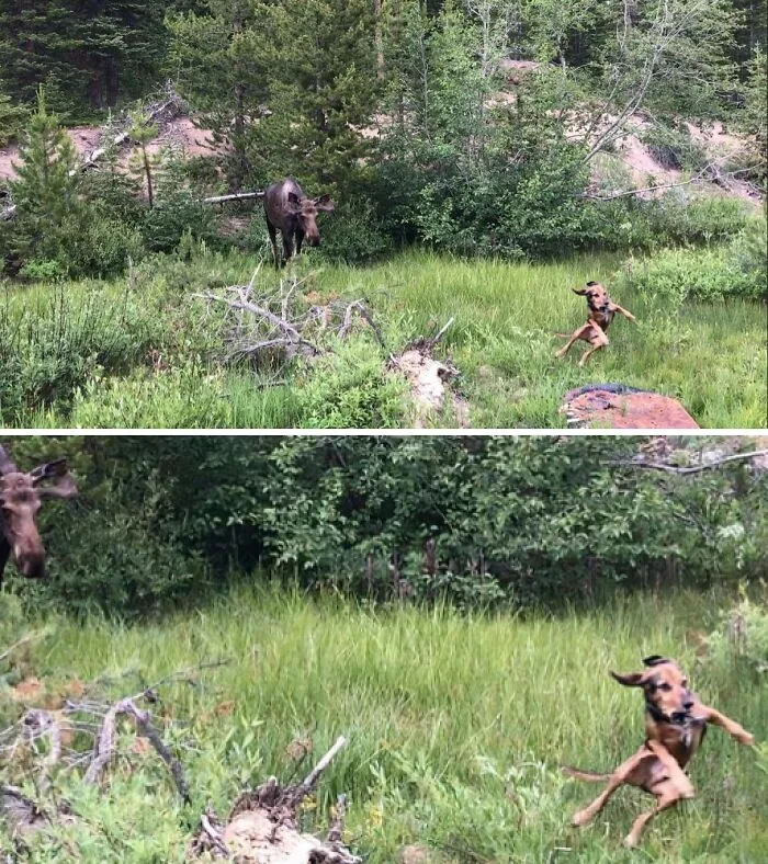 My Buddy's Dog Saw A Moose