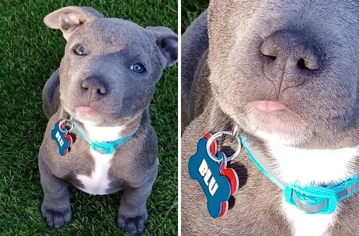 This Is My New Dog, Blu. His Tongue Sticks Out Like This All The Time