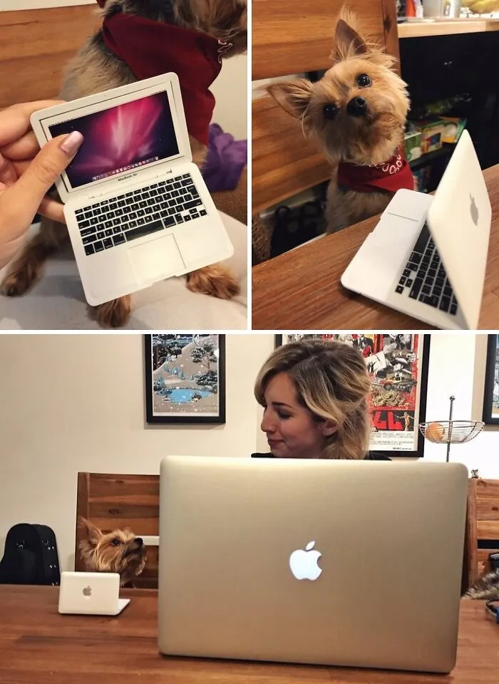 I Bought A Mini Toy Laptop For My Dog. So He Can At Least Look Like He's Helping Support This Family