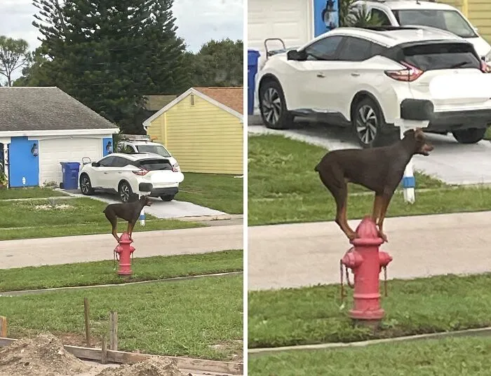 This Happened In My Front Yard This Morning…. I Have So Many Questions