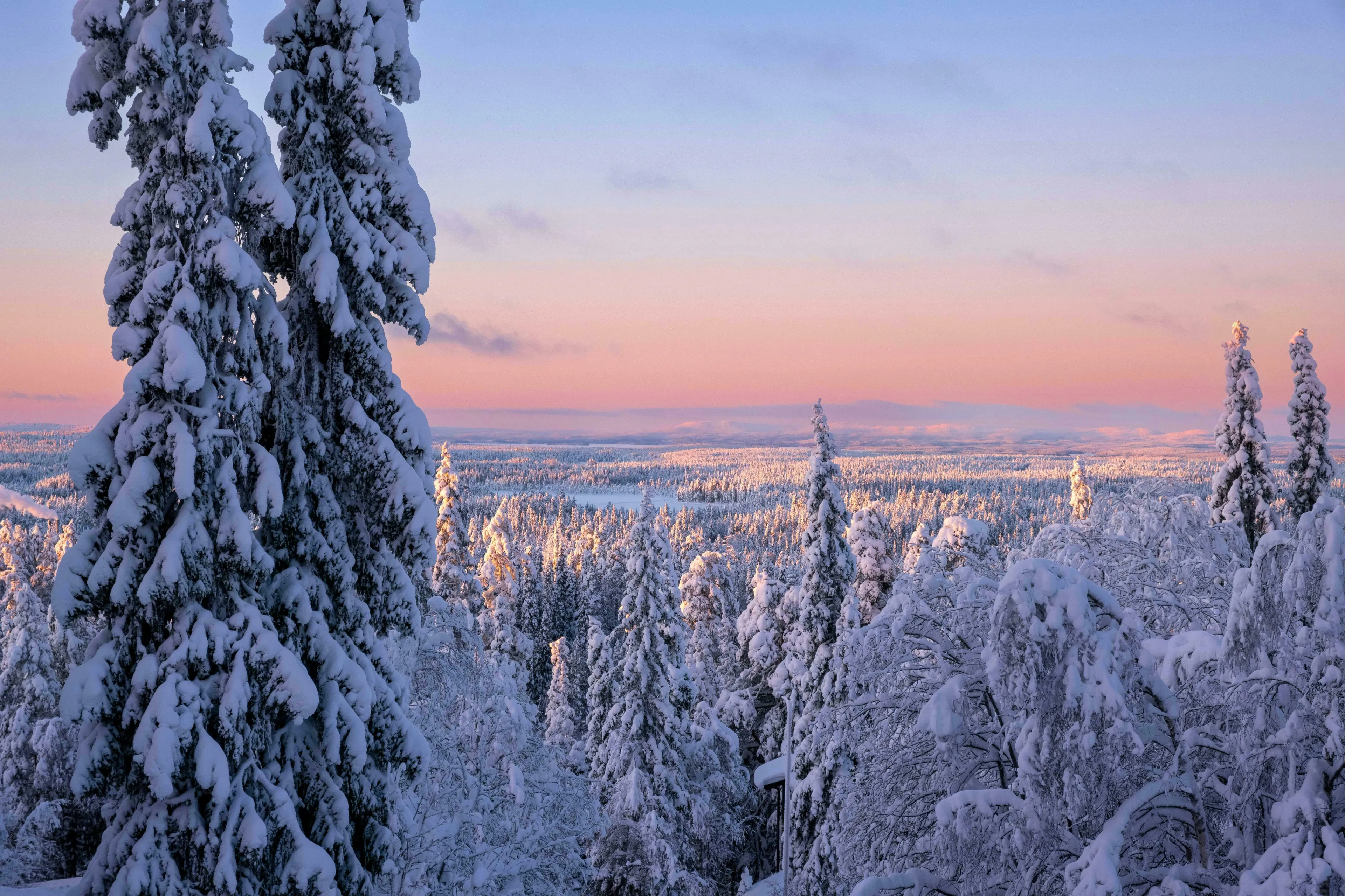 Snow-covered pine trees in Lapland, Europe, glistening under a pink and blue sunset sky. Perfect for a general knowledge quiz.