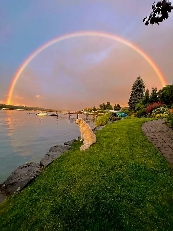 My Dog And A Full Rainbow